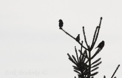 White-winged Crossbill