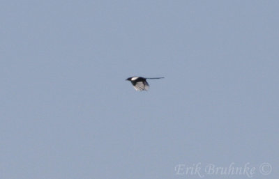 Distant Black-billed Magpie