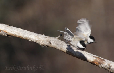Two-headed Black-capped Chickadee. Just kidding!