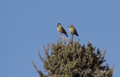 White-winged Crossbills