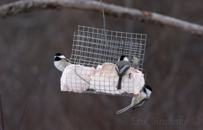 Black-capped Chickadees on the suet