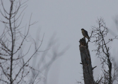 Adult male Merlin, enjoying an early-morning, feathered snack