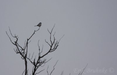 Distant Northern Shrike