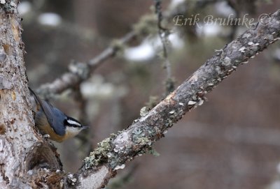 Red-breasted Nuthatch