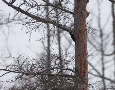 Male Black-backed Woodpecker