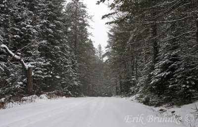 Beautiful snow-covered North Woods