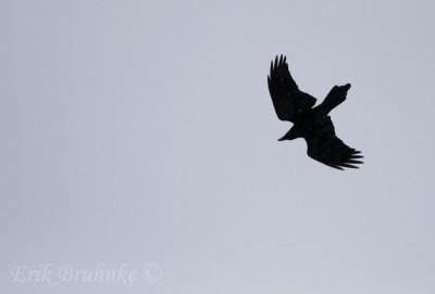 Common Raven flying overhead