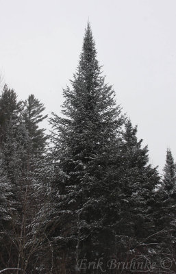 Big, beautiful spruce!