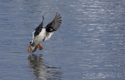Common Goldeneye, coming in for a landing!