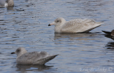 Glaucous Gull (background) and Kumlien's Gull (foreground)