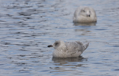 Kumlien's Gull (foreground) and Glaucous Gull (background)