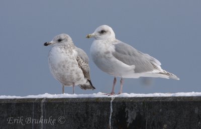 Kumlien's Gull (right) and Herring Gull (left)