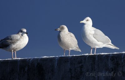 Kumlien's Gull (middle and right), Herring Gull on left