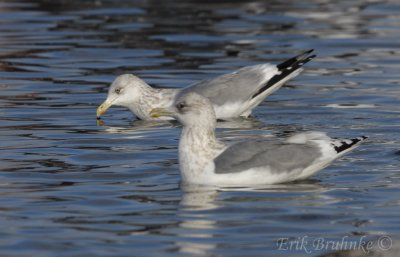 Thayer's Gull (foreground) and Herring Gull (background)