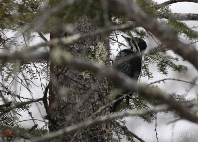 Black-backed Woodpecker