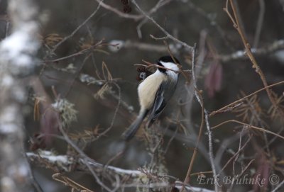 Black-capped Chickadee, that flushed-off the Common Redpoll