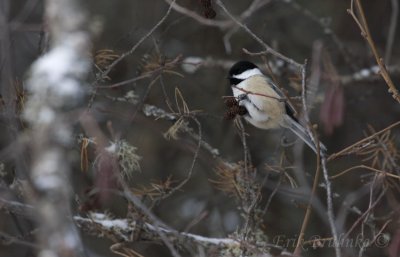 Black-capped Chickadee