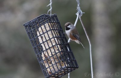 Boreal Chickadee