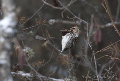 Common Redpoll... this little one was flushed-away by the Black-capped Chickadee