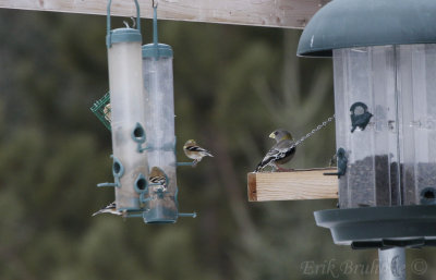 Evening Grosbeak