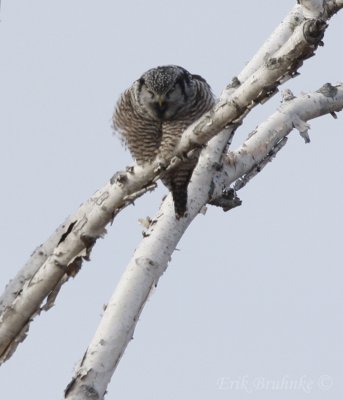 Northern Hawk Owl... just after regurgitating a pellet!