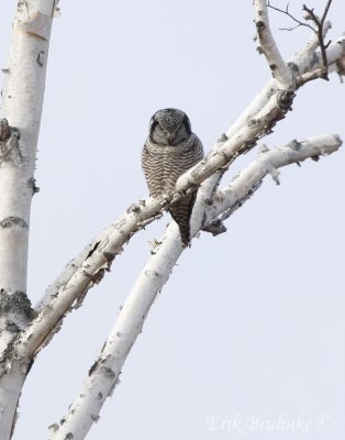 Northern Hawk Owl