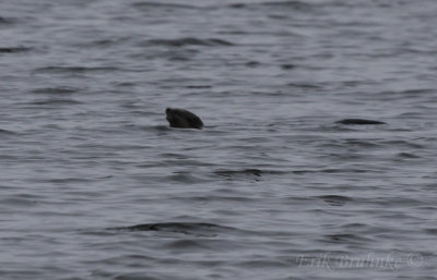 River Otter in the St. Louis River