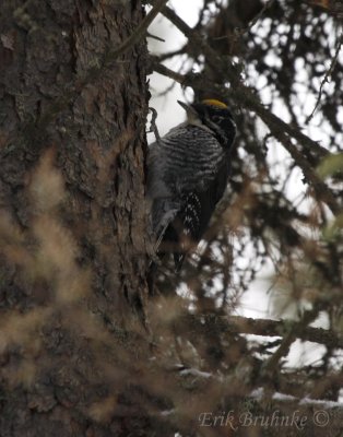 Three-toed Woodpecker
