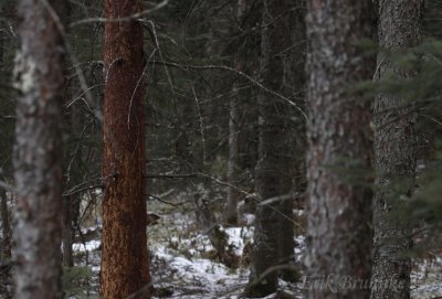 Bog Thicket