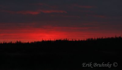 Sax-Zim Bog Sunset