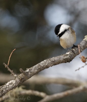 My Sax-Zim Bog Birding Trips - Winter 2012