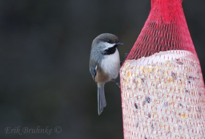 Boreal Chickadee