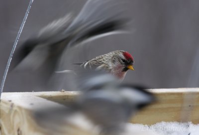 Common Redpoll with a flurry of Black-caped Chickadees