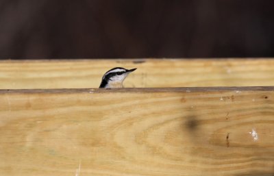 Red-breasted Nuthatch in the feeder