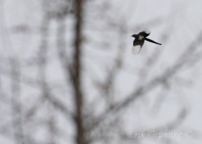 Black-billed Magpie