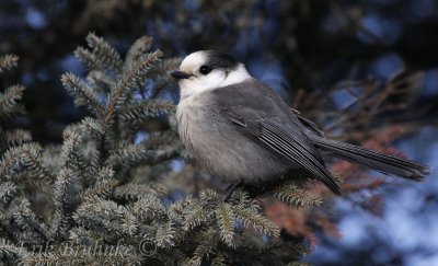 Gray Jay