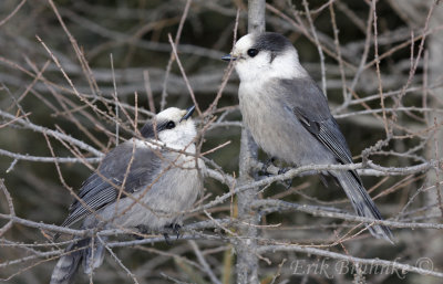 Gray Jay