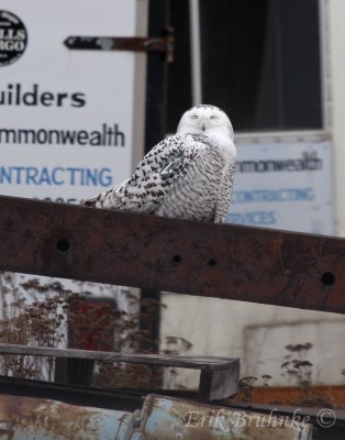 Snowy Owl, taking it easy in the early afternoon