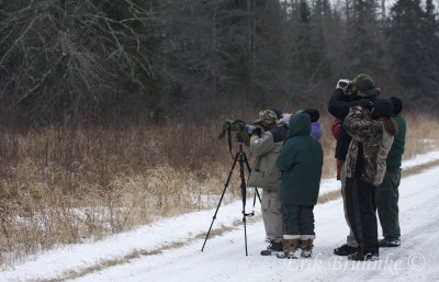 Missouri Birders, looking at a gorgeous Black-backed Woodpecker!