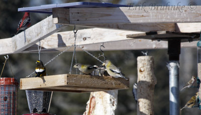 So much life in the northwoods, even during the mid-winter months!