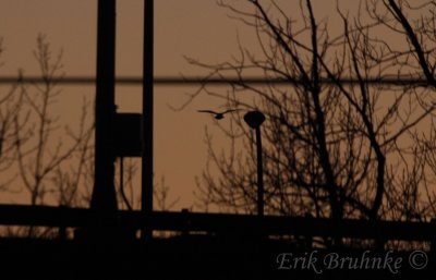 Snowy Owl, hovering one last time before hitting the ground!