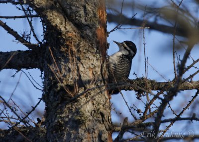 Black-backed Woodpecker