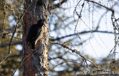 Black-backed Woodpecker