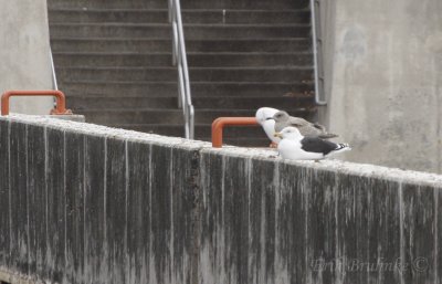 Great BB Gull (front), Thayer's Gull (middle), Herring Gull (back)