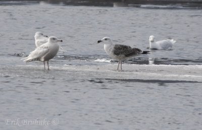 Great Black-backed Gulls, with three Glaucous Gulls