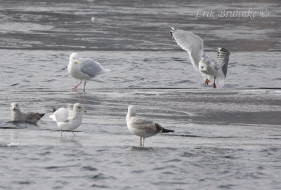 Thayer's Gull, coming in to check out the adult Glaucous Gull (back) and Herring Gulls