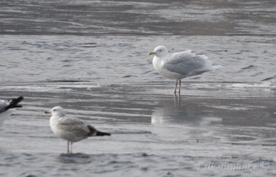 Adult Glaucous Gull with Herring Gull