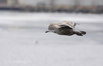 Herring Gull... You can't see me