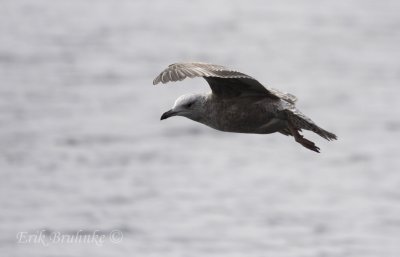 Herring Gull... Peek a Boo