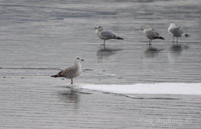 Herring Gull. American Race, or too pale?